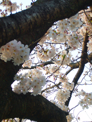 2008 03 29 011_1.jpg