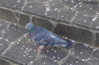 IMGP1070.jpg