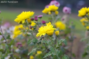 IMGP2430_1.jpg