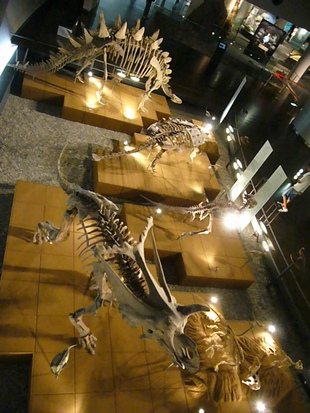 P1030230_1.jpg