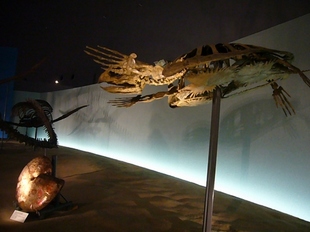 P1030237_1.jpg