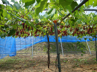 resize_DSC04188.jpg